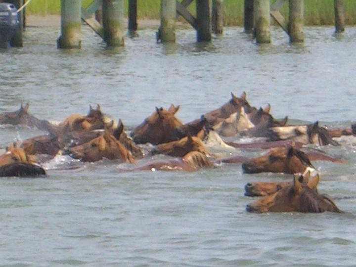 Chincoteague Pony Swim July 2007 055.JPG